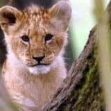 Pobegao lav u Crnoj Gori: Šta da radite ako vidite mladunče na ulici u Budvi 6