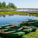 Priroda i klimatske promene: Bubrezi Zemlje, brana od poplava i oružje protiv klimatskih promena - zašto su močvare važne 6