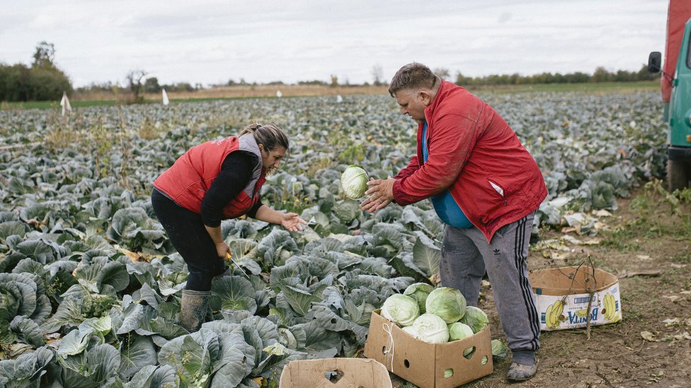 Protest poljoprivrednika u Srbiji: Koja su tri najveća problema paora u Srbiji 1 Deluje kao uigrana akcija sa košarkaških terena