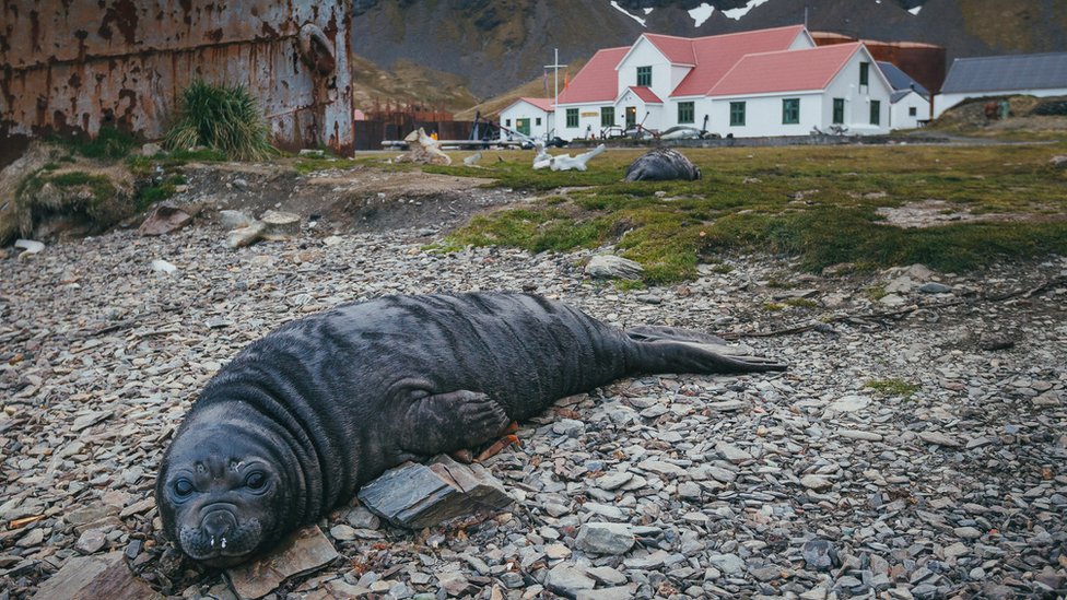 An elephant seal pup in front of the South Georgia Museum in Grytviken