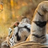 Indija i životinje: „Ona sa ogrlicom" - odavanje pošte indijskoj „supermami“ tigrici 11