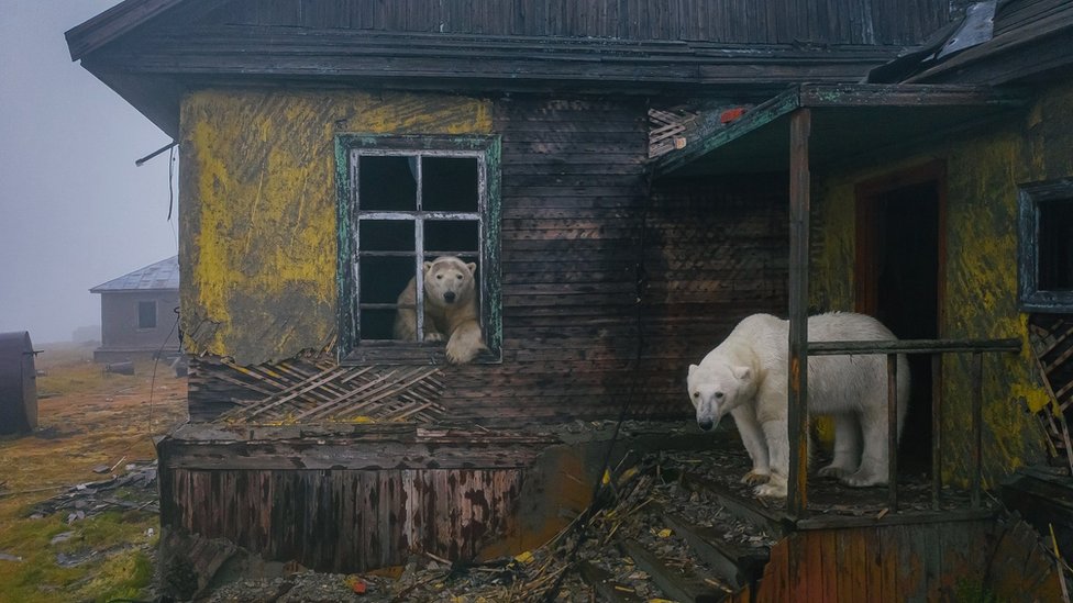 Rusija i životinje: Polarni medvedi koji su dom pronašli u napuštenoj meteorološkoj stanici 2 A polar bear stands on the porch of an abandoned building while another looks out of a window