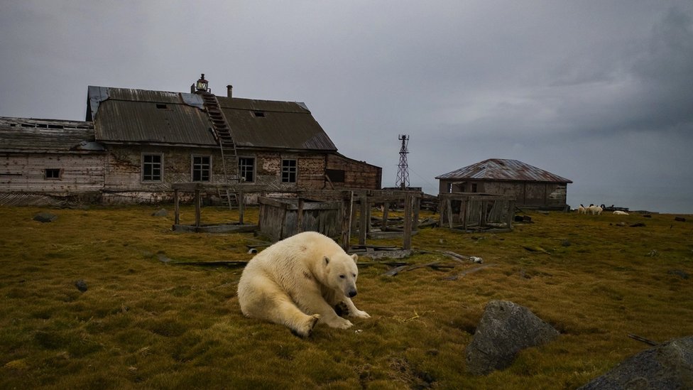 Rusija i životinje: Polarni medvedi koji su dom pronašli u napuštenoj meteorološkoj stanici 3 A polar bear is resting on the ground while an abandoned Arctic station is seen in the background