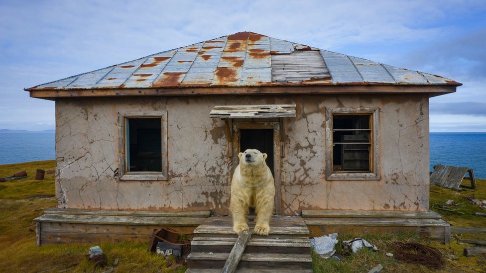 Rusija i životinje: Polarni medvedi koji su dom pronašli u napuštenoj meteorološkoj stanici 4 A polar bear seen on the steps outside a derelict building