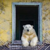 Rusija i životinje: Polarni medvedi koji su dom pronašli u napuštenoj meteorološkoj stanici 4