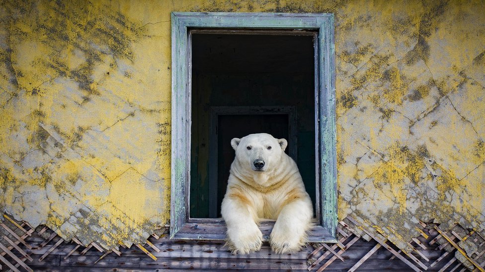 Rusija i životinje: Polarni medvedi koji su dom pronašli u napuštenoj meteorološkoj stanici 1 A polar bear looks out of a window