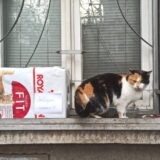 Beograd i životinje: Upoznajte Snežanu - nežnu i umiljatu ’Macu iz Birčaninove’ koja ima Instagram profil 5