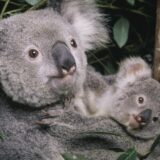 Australija i životinje: Koala na listi ugroženih vrsta 5