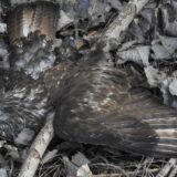 Srbija, ptice i priroda: Kako su zaštićene ptice stradale u Banatu i zašto bi šteta mogla da bude „katastrofalna" 6