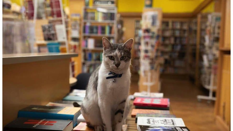 Maca koja živi u biblioteci Milutin Bojić