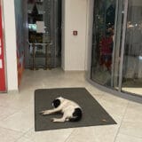 Psi lutalice su ove zime česti gosti prodavnica i kafića u Nišu: Tužno je da ih gledate kako se tresu dok je napolju debeli minus 10