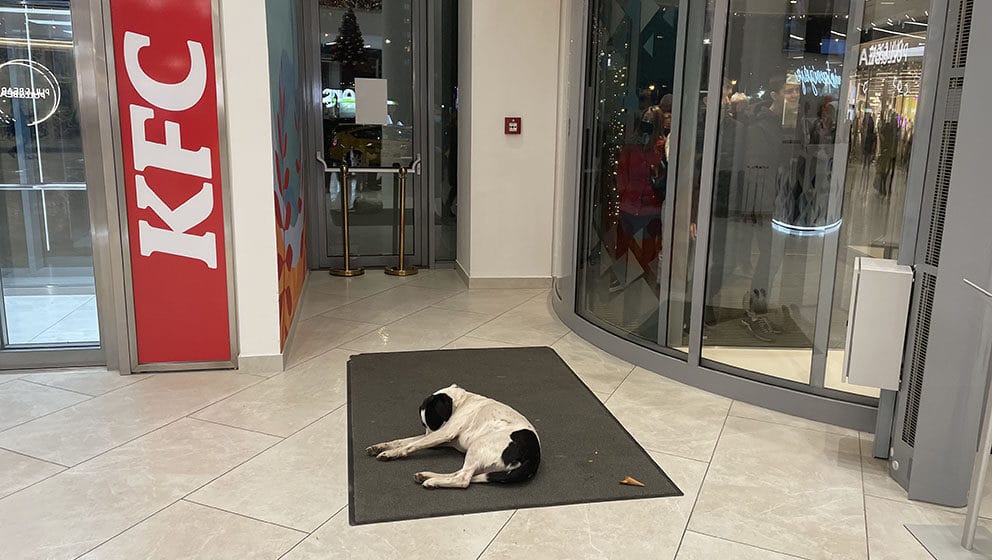 Psi lutalice su ove zime česti gosti prodavnica i kafića u Nišu: Tužno je da ih gledate kako se tresu dok je napolju debeli minus 1