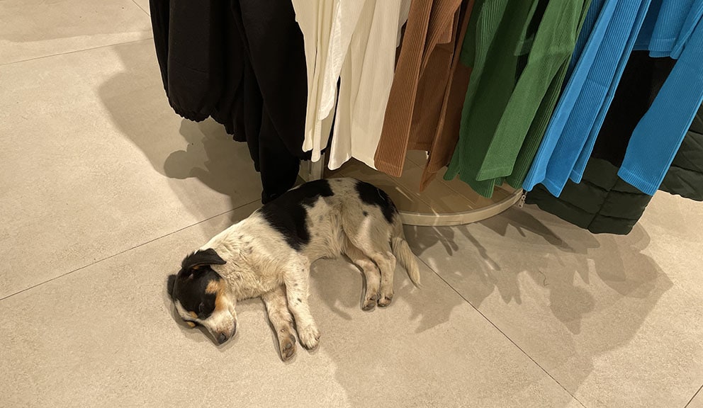 Psi lutalice su ove zime česti gosti prodavnica i kafića u Nišu: Tužno je da ih gledate kako se tresu dok je napolju debeli minus 3