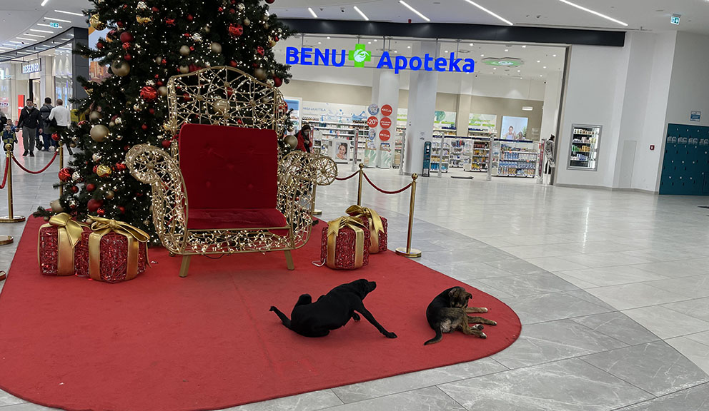 Psi lutalice su ove zime česti gosti prodavnica i kafića u Nišu: Tužno je da ih gledate kako se tresu dok je napolju debeli minus 2