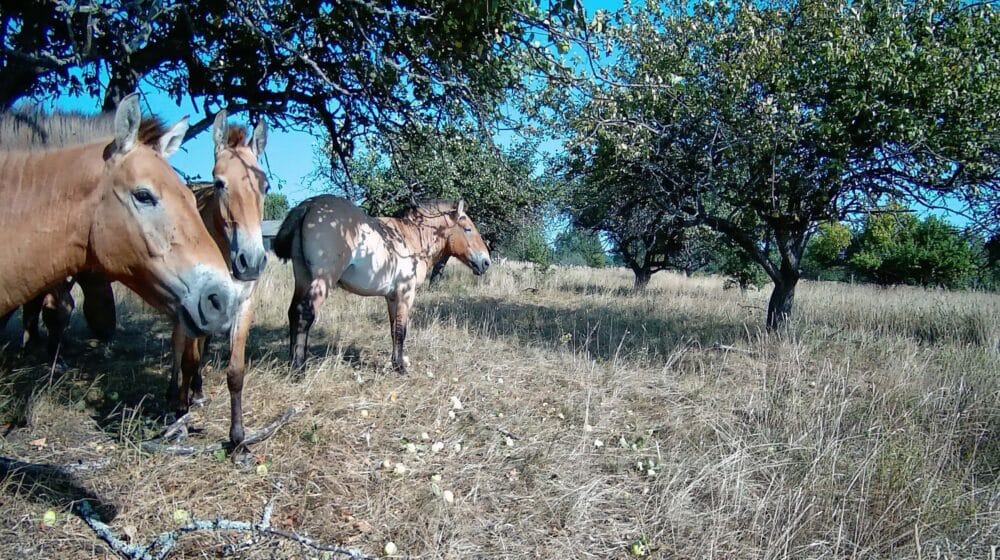 Izložba inspirisana mitovima o mutiranim i radioaktivnim „čudovištima“ iz Černobilja 1