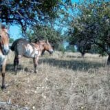 Izložba inspirisana mitovima o mutiranim i radioaktivnim „čudovištima“ iz Černobilja 2