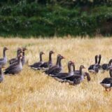 Društvo za zaštitu ptica: Divlje guske na Labudovom oknu ugrožene krivolovom 2