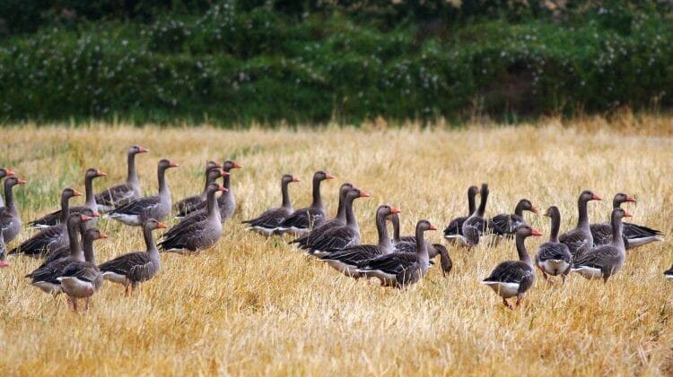 Društvo za zaštitu ptica: Divlje guske na Labudovom oknu ugrožene krivolovom 1
