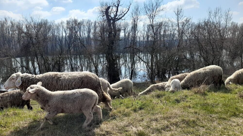 Otvoreno pismo gradonačelniku Radojičiću: Dabrovi su se vratili na Beljaricu 1