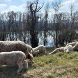 Otvoreno pismo gradonačelniku Radojičiću: Dabrovi su se vratili na Beljaricu 2