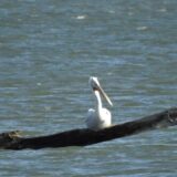 Negotin: Na Dunavu, u Negotinskoj krajini, zimuje kudravi nesit 2