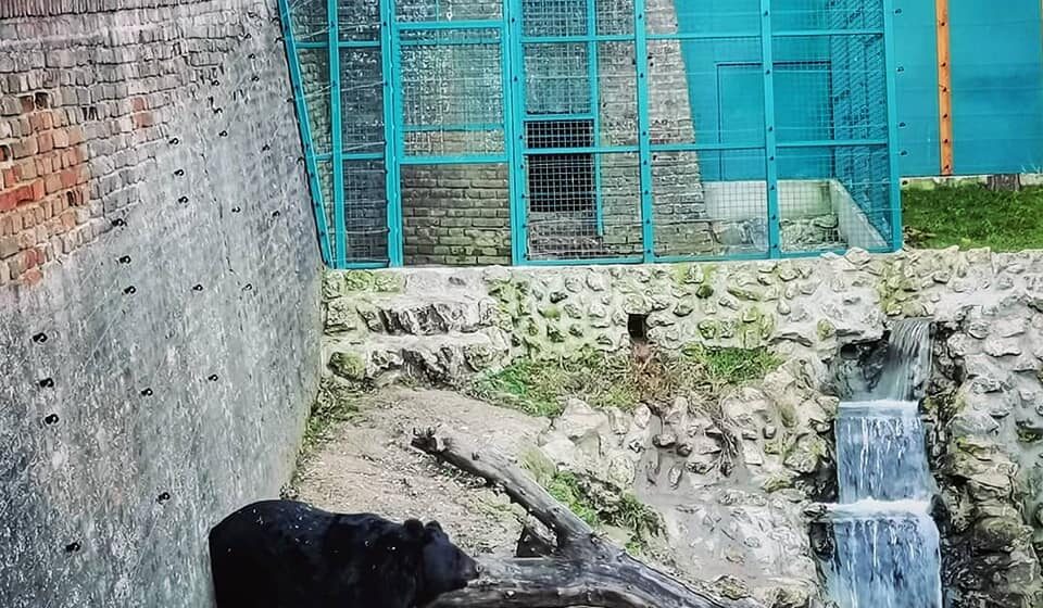 Medvedi u zoo vrtovima nisu se uplašili senki: Da li je zima gotova? (FOTO/VIDEO) 1