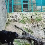 Medvedi u zoo vrtovima nisu se uplašili senki: Da li je zima gotova? (FOTO/VIDEO) 5