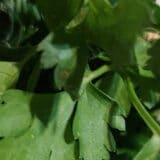 Peršun - biljka sa 101 namenom 4