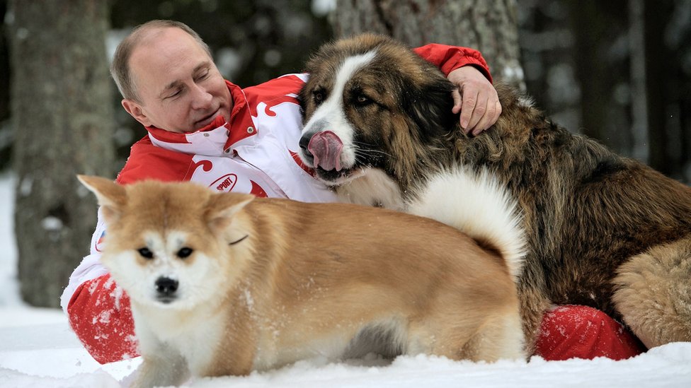 Mr Putin plays in the snow with his dogs outside Moscow