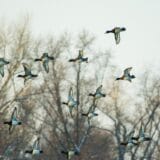 Studija o fosilima pruža dokaze o prvim pticama koje su jele voće 6