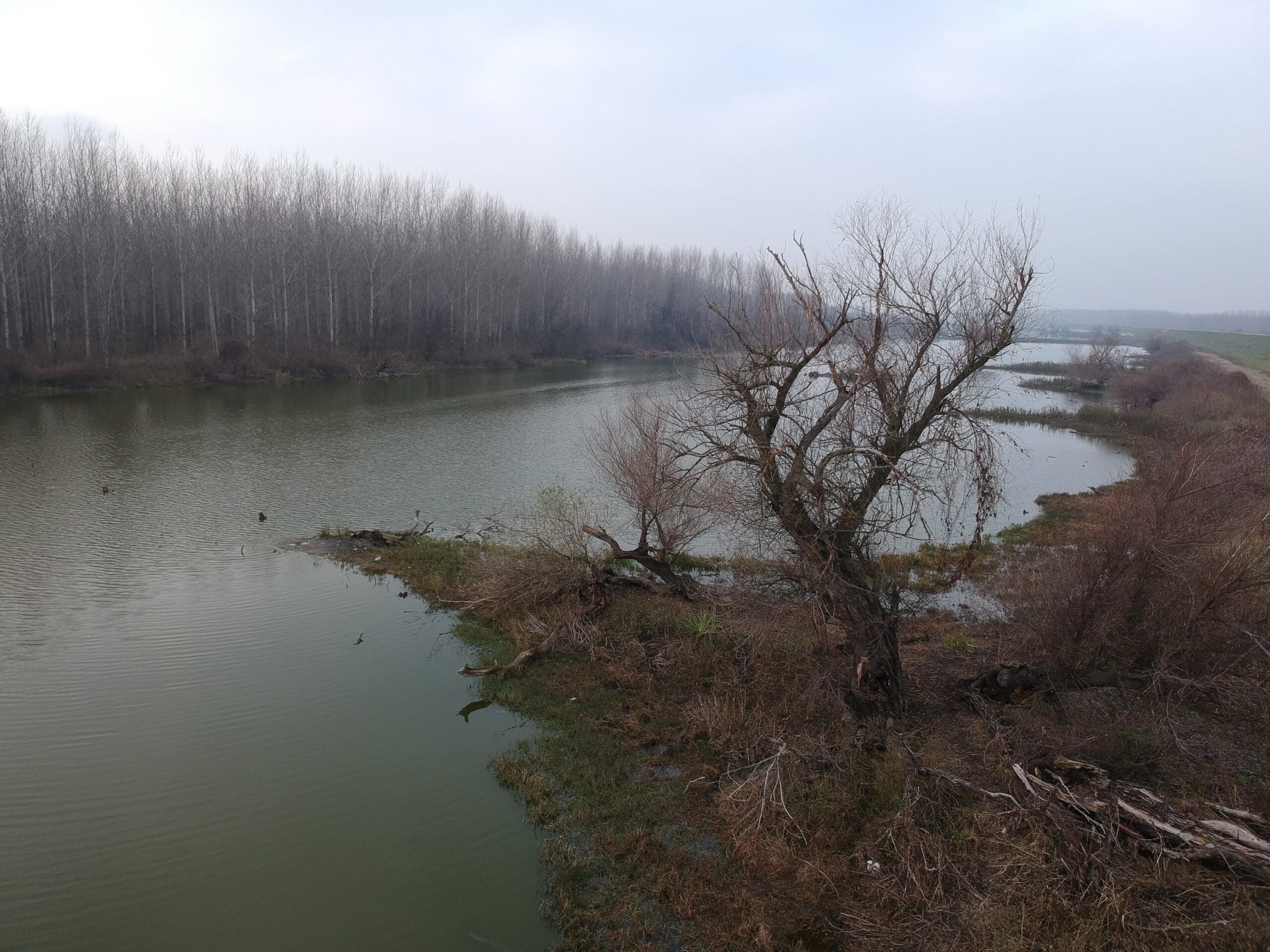 Otvoreno pismo gradonačelniku Radojičiću: Dabrovi su se vratili na Beljaricu 2