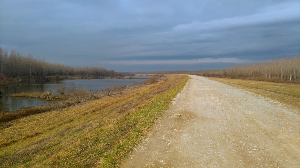 Otvoreno pismo gradonačelniku Radojičiću: Dabrovi su se vratili na Beljaricu 3