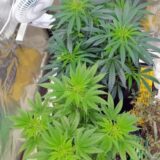 Uhapšen Nišlija koji je uzgajao kanabis u laboratoriji 3