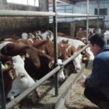 Šabac: Mlekari Mačvanskog okruga prosuće mleko u glavnoj ulici 6