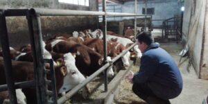 Poljoprivrednik iz Šapca: Situacija je kritična, u stočarstvu i biljnoj proizvodnji sve je poskupelo 2