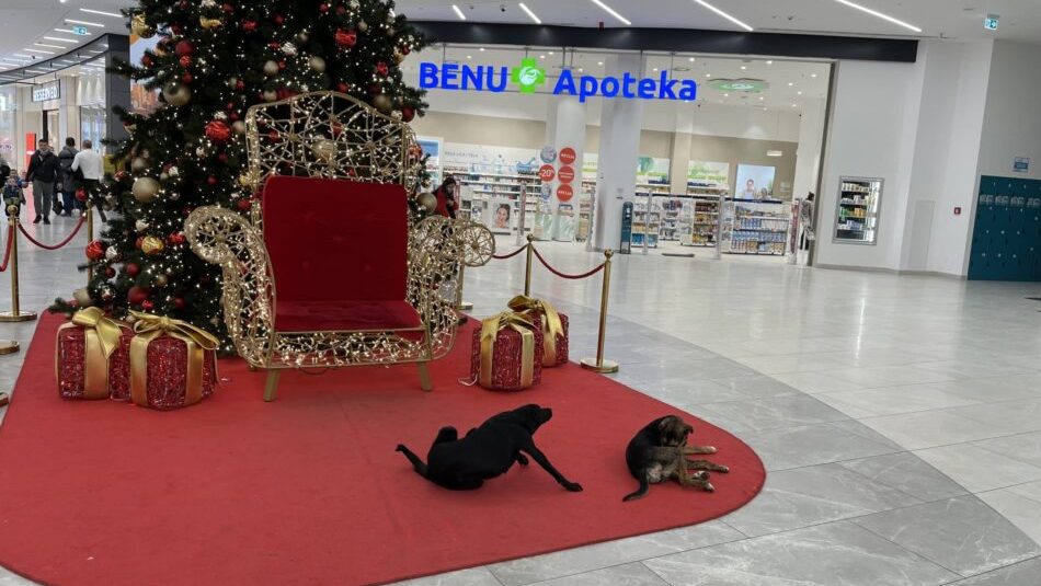 psi Podići ograde oko škola i vrtića, zatvoriti kapije, pojačati milicijsku kontrolu: Kako je Niš počeo da štiti decu od pasa 2