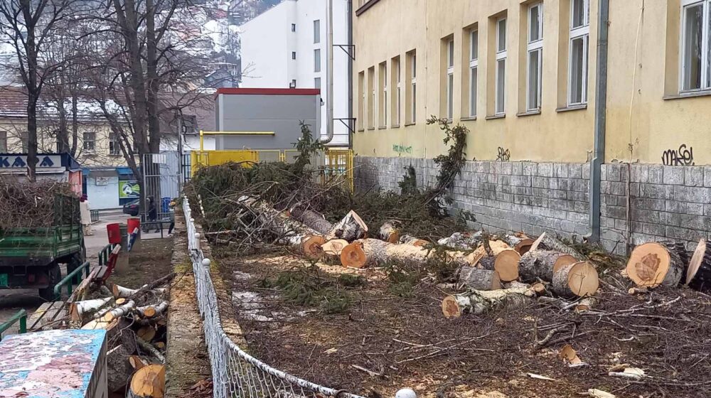 Užice: Posečene breze kod Prve osnovne škole ugrožavale bezbednost, biće posađeno novo drveće (VIDEO) 1