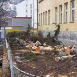 Užice: Posečene breze kod Prve osnovne škole ugrožavale bezbednost, biće posađeno novo drveće (VIDEO) 2