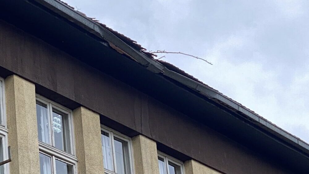 Užice: Posečene breze kod Prve osnovne škole ugrožavale bezbednost, biće posađeno novo drveće (VIDEO) 2