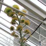 Beograd (1): Kad agava procveta na Jevremovcu 1