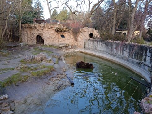Medvedi u zoo vrtovima nisu se uplašili senki: Da li je zima gotova? (FOTO/VIDEO) 5