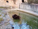 Medvedi u zoo vrtovima nisu se uplašili senki: Da li je zima gotova? (FOTO/VIDEO) 4