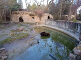 Medvedi u zoo vrtovima nisu se uplašili senki: Da li je zima gotova? (FOTO/VIDEO) 3