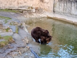Medvedi u zoo vrtovima nisu se uplašili senki: Da li je zima gotova? (FOTO/VIDEO) 2