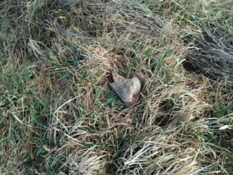 Subotica: Tik uz plodne oranice u selu Đurđin betonirana jama puna životinjskih leševa 3