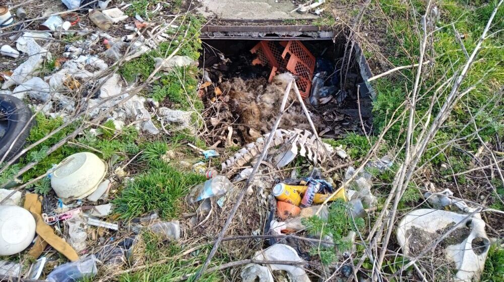 Subotica: Tik uz plodne oranice u selu Đurđin betonirana jama puna životinjskih leševa 1