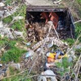 Subotica: Tik uz plodne oranice u selu Đurđin betonirana jama puna životinjskih leševa 5