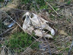 Subotica: Tik uz plodne oranice u selu Đurđin betonirana jama puna životinjskih leševa 6