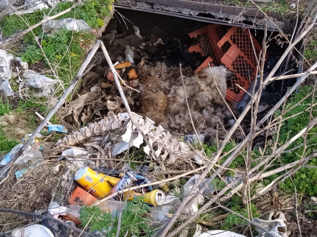 Subotica: Tik uz plodne oranice u selu Đurđin betonirana jama puna životinjskih leševa 8