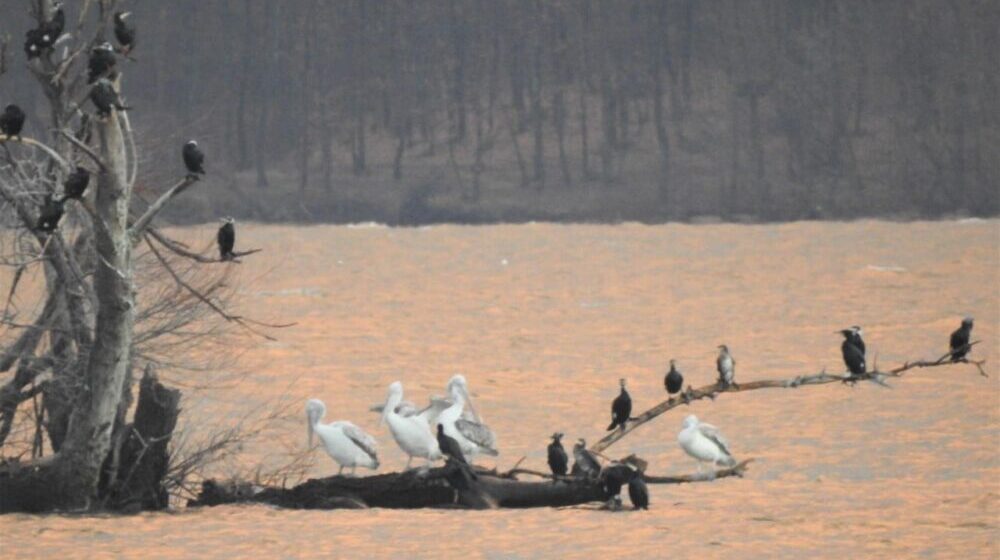 Jedna od najmasivnijih ptica letačica na svetu zimuje u Negotinu 1